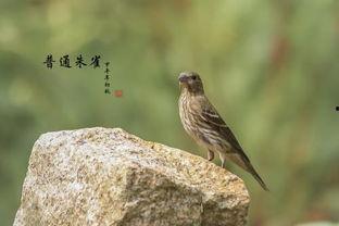 麻料鸟如何看公母,公母识别技巧揭秘