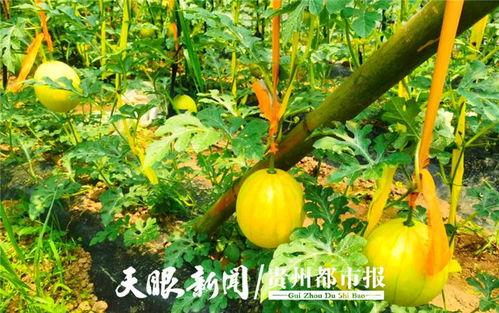 贵阳的校园吃瓜,一网打尽校园“吃瓜”攻略