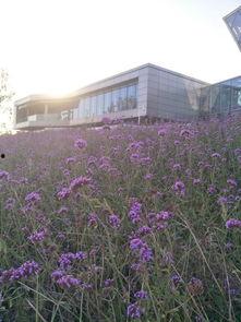 秦皇岛看花网红地方,网红打卡地花海盛宴