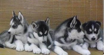 哈士奇吃土瓜,哈士奇误食土瓜引发的健康危机