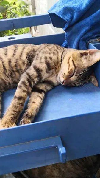 头条流浪猫神,揭秘城市中的神秘流浪猫传奇