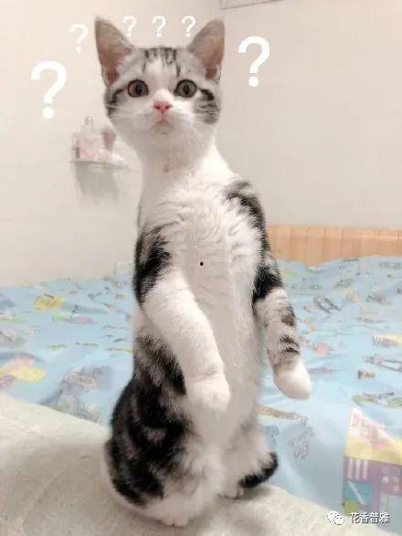 猫咪吃瓜的特征,揭秘喵星人的独特饮食习惯