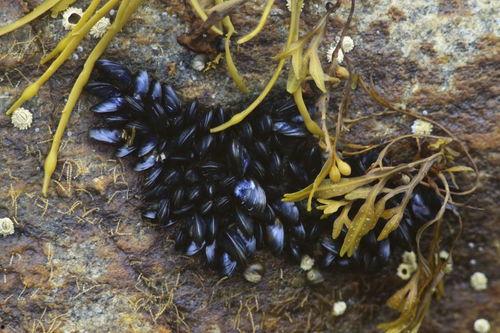 怎么看泥鳅吃完料,泥鳅进食后的观察与料食转化揭秘