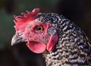 今日头条养鸡前景分析,机遇与挑战并存