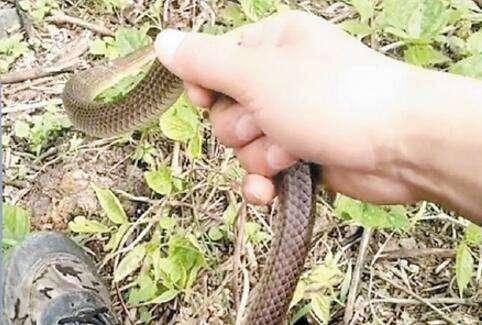 扭扭棒网红蛇,创意手工与网络爆红的完美结合