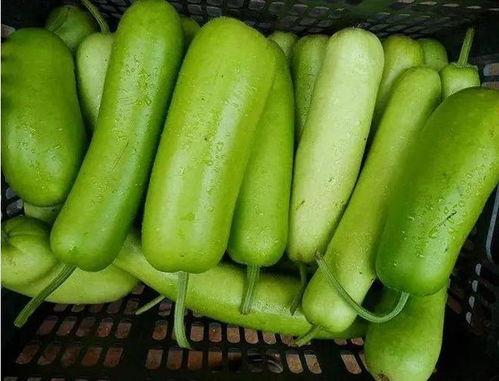 常吃蒲瓜,家常美味，养生佳品