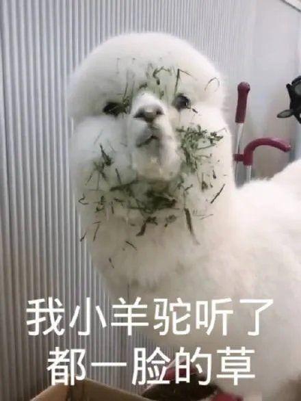 2022娱乐圈吃瓜乱象